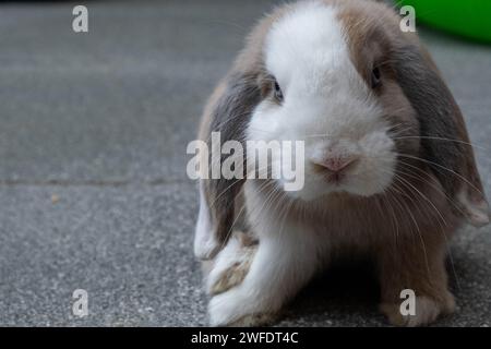 Schneiden Sie den Mini-Lop in die Kamera Stockfoto