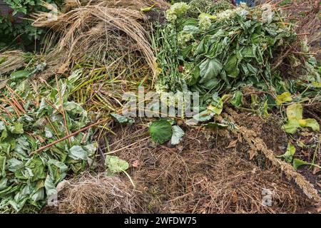 Verwelkte Hosta-, Hortensie- und Ziergraspflanzen im Herbst im Komposthaufen. Stockfoto