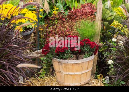 Ausstellung von Pennisetum - mehrjährige Graspflanzen und karmesinrote Chrysanthemenblüten, die im Herbst in Holzkorb wachsen. Stockfoto