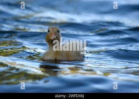 Entlein von Hausenten (Anas platyrhynchos domesticus), die in freier Wildbahn in einem Park in Buenos Aires, Argentinien, leben Stockfoto