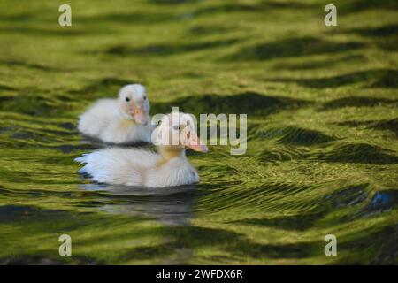 Entlein von Hausenten (Anas platyrhynchos domesticus), die in freier Wildbahn in einem Park in Buenos Aires, Argentinien, leben Stockfoto