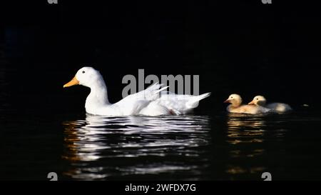 Entlein von Hausenten (Anas platyrhynchos domesticus), die in freier Wildbahn in einem Park in Buenos Aires, Argentinien, leben Stockfoto