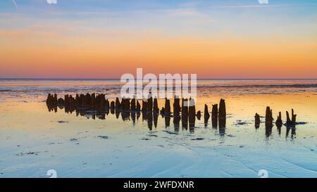 Holzpfosten (Wellenbrecher) im Wattenmeer bei Wieringen (Niederlande) bei Sonnenuntergang. Stockfoto