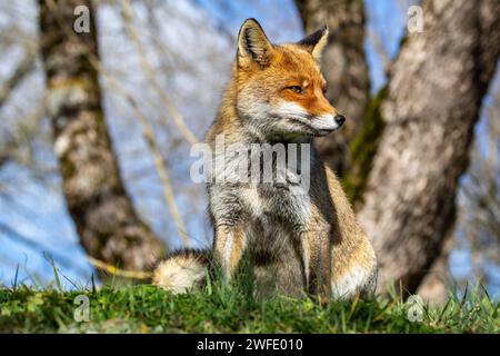 Nahaufnahme des Rotfuchses im Winter Stockfoto