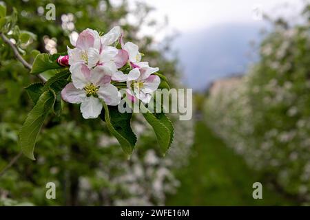 Weiches, verschwommenes Porträt blühender Apfelbäume im Frühling in Südtirol Italien Stockfoto