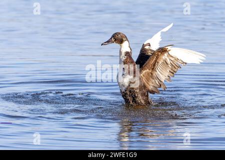 Nahaufnahme einer weiblichen Mongrel-Muscovy-Ente, Cairina moschata, Kreuzung zwischen Mallard, Anas platyrhynchos und Muscovy-Ente, die im Wasser plätschert Stockfoto