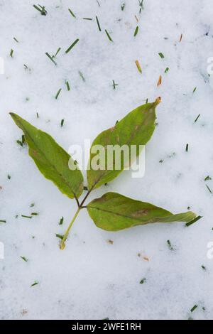 Fraxinus – Aschenblatt auf schneebedecktem Rasen im Spätherbst. Stockfoto