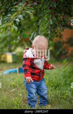 Süßer kleiner Junge, der im Obstgarten Kirschen pflückt. Stockfoto