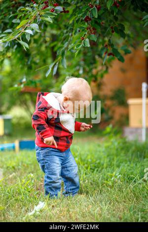 Ein kleines Kind entdeckt die Freude am Kirschpflücken in einem sonnigen Garten und erlebt den Geschmack von frischem, biologischem Obst Stockfoto