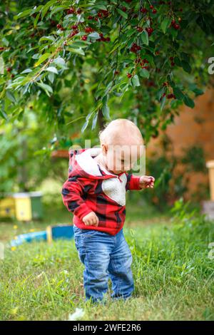 Entzückender kleiner Junge, der im Garten Kirschen pflückt an warmen Sommertagen Stockfoto