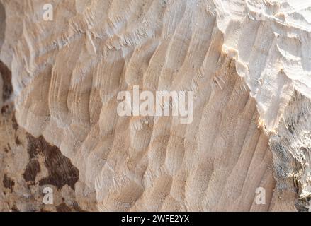 Details von Biberzahnspuren an einem Weidenstamm. Zahnspuren beim eurasischen Biber (Castor Fiber). weidenbaum (Salix fragilis). Genagter Baum. Stockfoto