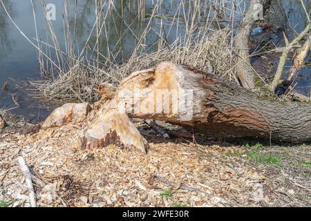 Weidenbäume, die von europäischen Bibern (Castor Fiber) auf einem kleinen Fluss in Rumänien geschnitten wurden. Biber-Aktivität. Wie man Biberschilder erkennt. Stockfoto