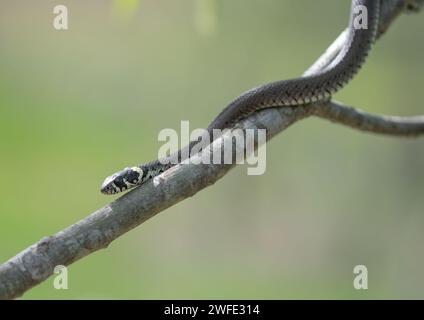 Eine junge Grasschlange (Natrix natrix), die auf einem Holzzweig klettert. Nichtgiftige Schlangenarten Europas. Eine Schlange klettert auf einen Ast. Stockfoto