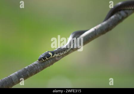 Eine junge Grasschlange (Natrix natrix), die auf einem Holzzweig klettert. Nichtgiftige Schlangenarten Europas. Eine Schlange klettert auf einen Ast. Stockfoto