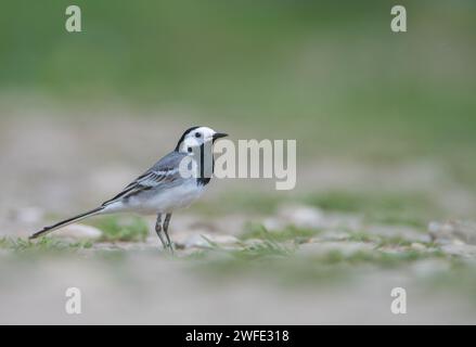 Eine Nahaufnahme eines weißen Bachstelzes (Motacilla alba), der vom Boden aus fotografiert wurde, um das Motiv hervorzuheben. Rumänisches Ornithologiekonzept. Stockfoto