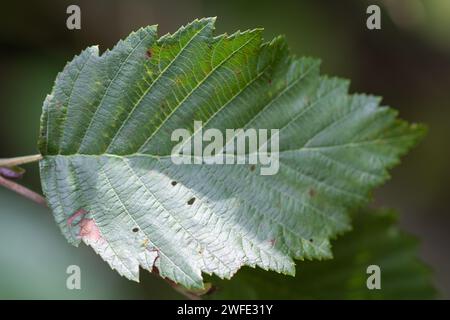 Makrodetails des Alnus incana-Blattes. Graue Erlenblätter. Erlenbaum-Detail. Bedeutung des Auenwaldes. Materialien der Botanik-Klasse. Stockfoto