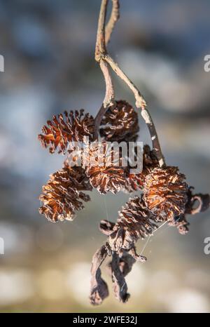 Makrodetails einer Grauerle (Alnus incana)-Baumfrucht. Kegel für graue Erlenkerne. Stockfoto