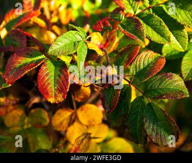 Nahaufnahme, Makro auf bunten Herbstblättern. Hagebuttenblätter in Braun, Rot, Orange und Gelb. Etwas Frost und Wassertropfen. Stockfoto