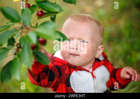 Fröhliches Baby, das den gesunden Lebensstil annimmt und sich spielerisch mit der Ernte reifer Kirschen beschäftigt Stockfoto