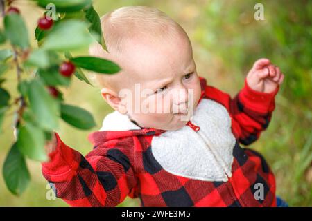 Das Gesicht des Kleinkindes erleuchtet vor Freude und entdeckt die Freude, reife Kirschen in einem üppigen Garten zu halten und zu essen. Stockfoto