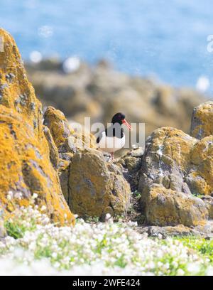 Austernfänger (Haematopus ostralegus) im Sommer – Isle of May, Fife, Schottland, Vereinigtes Königreich Stockfoto