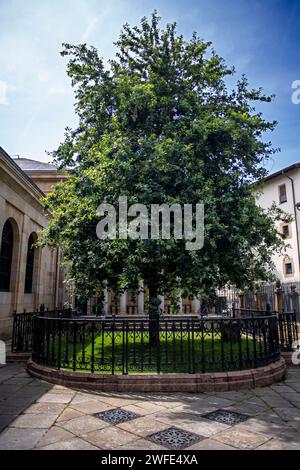 Die Eiche ist das Symbol der baskischen Freiheit, der Baum von Gernika vor dem Versammlungshaus Casa de las juntas, Gernika Guernica, Bizkaia, Baskenland Cou Stockfoto