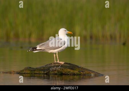 Nahaufnahme einer Möwe, die auf einem Holzstamm sitzt und den Blick auf das Donaudelta genießt. Donauvögel. Die Europäische Heringsmöwe (Larus argentatus) Stockfoto