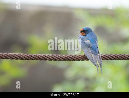 Eine Schwalbe (Hirundo rustica), die vor Beginn der Migration auf einem Eisenkabel ruht. Stockfoto