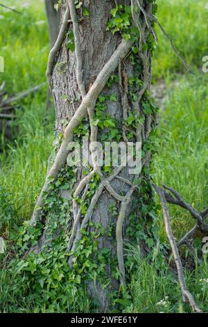 Ein starker Efeu, der um einen Pappelstamm wächst und versucht, ihn zu schnappen. Hedera Helix auf einem Pappelbaum Stamm. Stockfoto