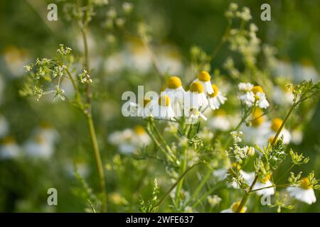 Organische Kamillenblüten auf einer Wiese. Matricaria chamomilla ist auch als deutsche Kamille oder ungarische Kamille bekannt. Stockfoto