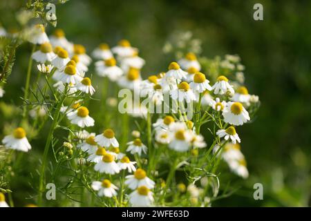 Organische Kamillenblüten auf einer Wiese. Matricaria chamomilla ist auch als deutsche Kamille oder ungarische Kamille bekannt. Stockfoto