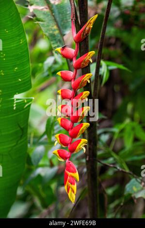 Paradiesvogel (Heliconia) im Tambopata National Reserve Peru. Heliconiaceae ist eine Gattung von blühenden Pflanzen aus der monotypischen Familie der Heliconiaceae. Stockfoto