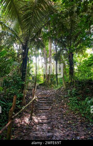 Landschaft des Amazonas-Regenwaldes während einer Wanderung im Dorf indiana in der Nähe von Iquitos, Loreto, Peru, Südamerika. Der Amazonas-Regenwald, ebenfalls ca. Stockfoto