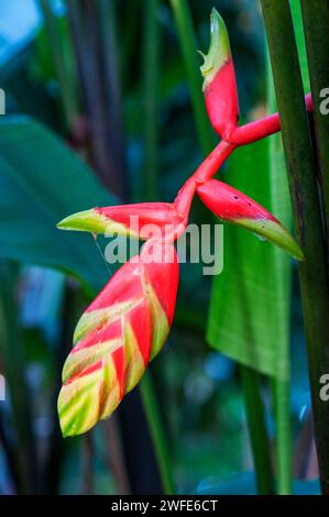 Paradiesvogel (Heliconia) im Tambopata National Reserve Peru. Heliconiaceae ist eine Gattung von blühenden Pflanzen aus der monotypischen Familie der Heliconiaceae. Stockfoto