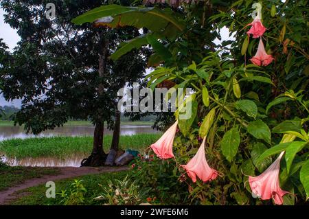 Landschaft mit Brugmansia-Blumen im Dorf Timicuro I am Flussufer lächelnd und glücklich. Iqutios peruanischer amazonas, Loreto, Peru. Brugmansia ist ein G Stockfoto