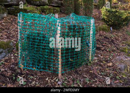 Taxus baccata – englische Eibensträucher, die mit einem grünen Kunststoffzaun geschützt sind, um zu verhindern, dass Äste durch angesammeltes schweres Eis und Schnee brechen. Stockfoto