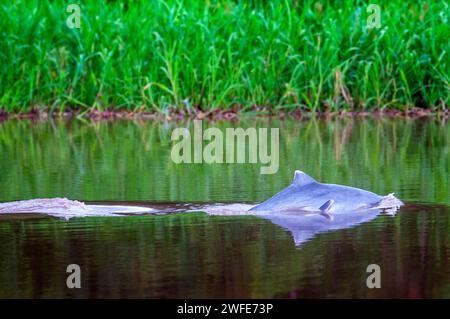 Süßwasserdelfine in einem der Zuflüsse des Amazonas nach Iquitos, etwa 40 km in der Nähe der Stadt Indiana. In seiner Jugend diese Delfine Stockfoto