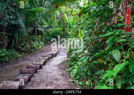 Landschaft des primären Dschungelregenwaldes Amazonas während einer Wanderung im Dorf indiana in der Nähe von Iquitos, Loreto, Peru, Südamerika. Der Regen im Amazonas Stockfoto