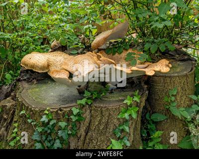 Lärchenklammer Pilz (Dryad's Saddle - Polyporus squamosus?) Wächst auf totem Eichenstumpf, Leicestershire, England, Großbritannien Stockfoto