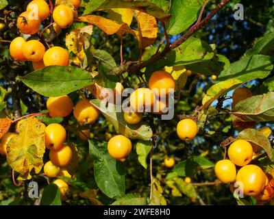 Hellgelbe Krabbenäpfel, die im Oktober auf einem Baum (Malus sylvestris) wachsen, Leicestershire, England, Vereinigtes Königreich Stockfoto