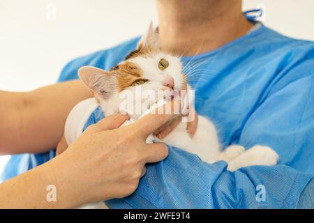 Zahnfleisch und Zahnerkrankungen bei Katzen, Tierarzt behandelt Kätzchen kranke Zahnfleisch, Haustier besucht den Arzt Stockfoto