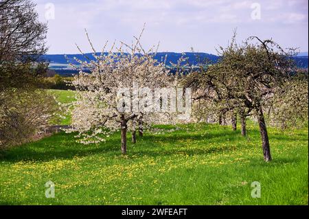 Kirschbaumblüte in der Fränkischen Schweiz, Deutschland Stockfoto