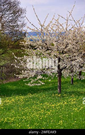 Kirschbaumblüte in der Fränkischen Schweiz, Deutschland Stockfoto