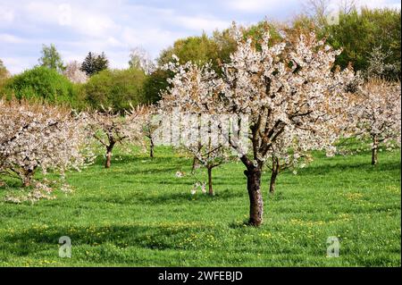 Kirschbaumblüte in der Fränkischen Schweiz, Deutschland Stockfoto