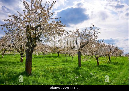 Wunderschön blühende Kirschbäume in der Fränkischen Schweiz, Deutschland bei Kalchreuth/Nürnberg Stockfoto