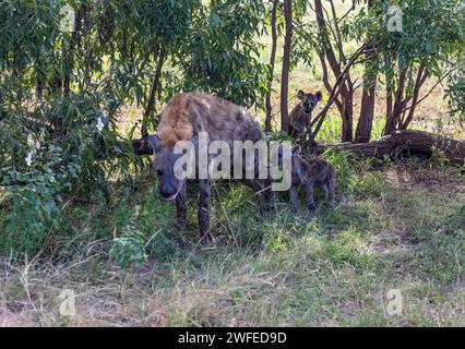 Eine gefleckte Hyena-Mutter mit ihren beiden Jungen im Schatten unter einem Busch im Kruger-Nationalpark, Südafrika. Stockfoto