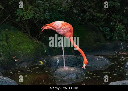 Flamingo, der auf einem Felsen steht und im Wasser nach Essen sucht. Der wissenschaftliche Name ist Phoenicopteridae Stockfoto