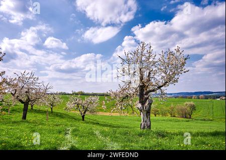 Wunderschön blühende Kirschbäume in der Fränkischen Schweiz, Deutschland bei Kalchreuth/Nürnberg Stockfoto