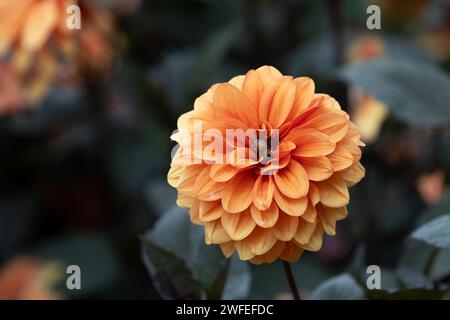Moonfire Dahlia. Orange Dahlienblüte. Stockfoto