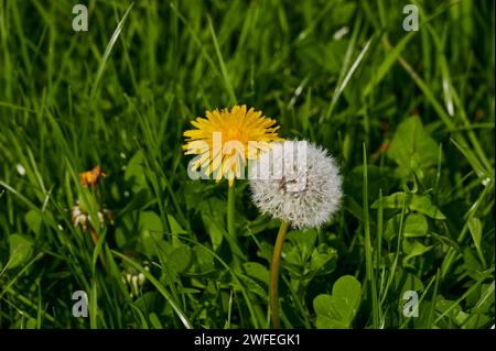 Nahaufnahme eines gelb blühenden Löwenzahn neben einem verwelkten im grünen Gras Stockfoto